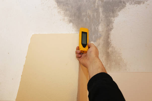 Best Attic Mold Removal  in Ranson, WV