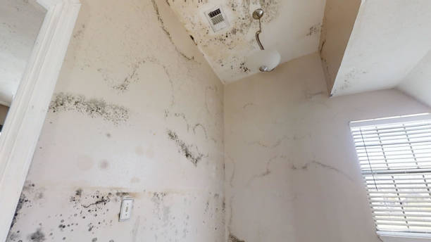 Best Mold Remediation for Vacation Homes  in Ranson, WV