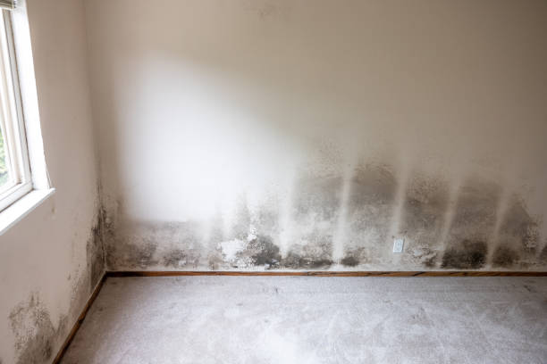Best Mold Remediation for Healthcare Facilities  in Ranson, WV