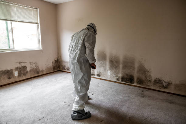 Mold Remediation for Vacation Homes in Ranson, WV